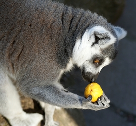 Lemur/9962791
