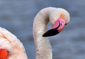 Flamingo Look/12823426
